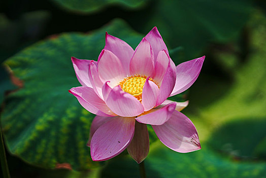 soi cầu đại lộc