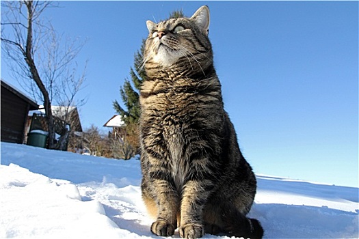 caothuchotso