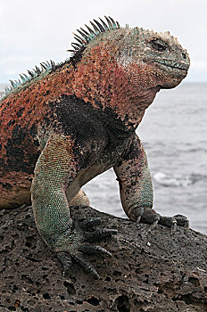 sô xô miên bac
