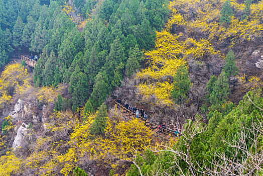 rong bach kim 888 giờ chốt vàng