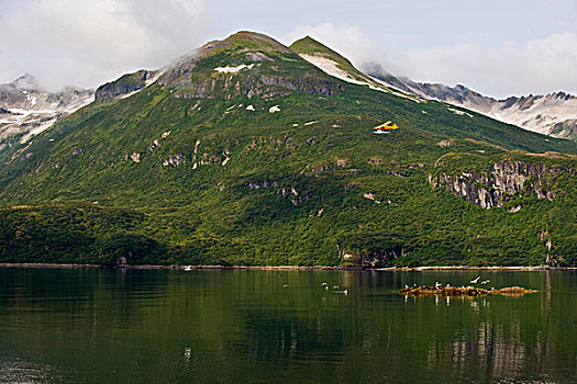 rong bach kim 88 99