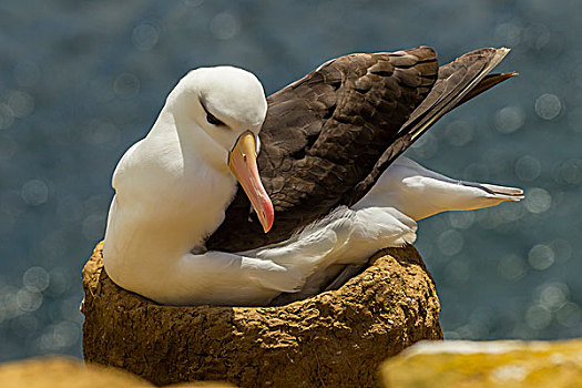 3 càng miền bắc