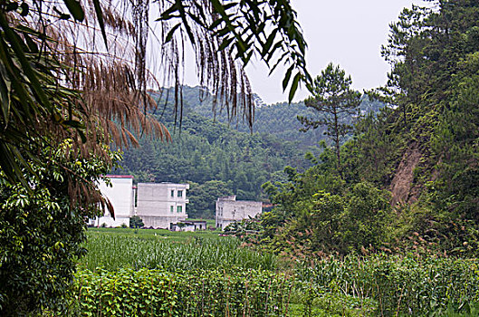 bạch thu mien bac