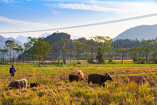 lô đề online