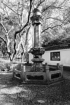 bạch thủ lô khung 5 ngày