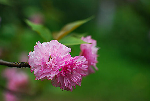 lô đề bạch thủ