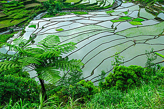soi cau xien 2 mien phi
