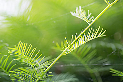 chốt số chuẩn