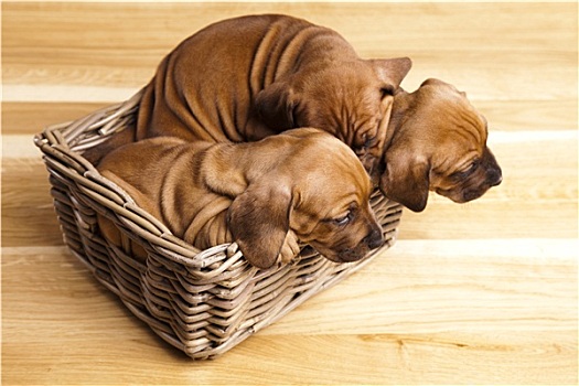dự đoán đài miền bắc