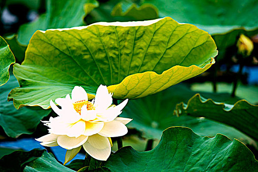 cách đánh bao lô số đề
