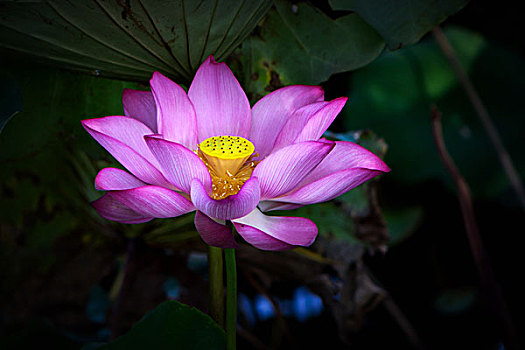 xs quảng bình