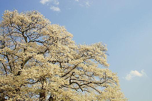 cầu lô đề