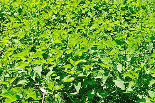 dự đoán xổ số gia lai hôm nay