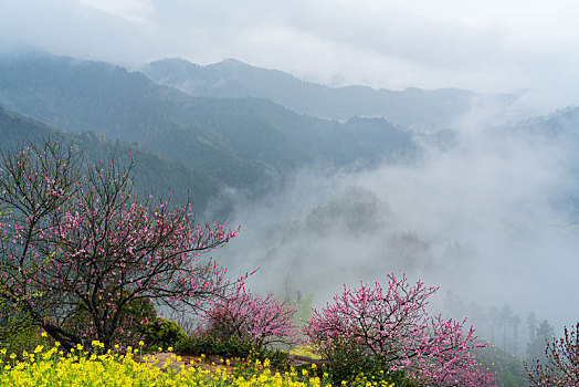 soi lo mien nam