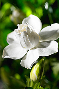soi cầu bạch thủ ngày hôm nay