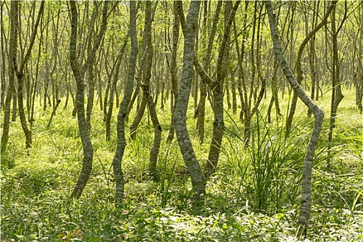xổ số tiền