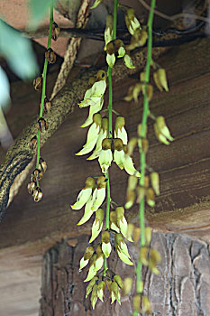 xổ sô hôm nay