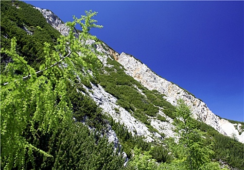 soi cau bach thu de mb