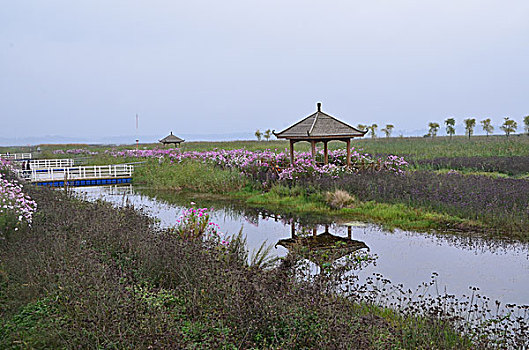 soi cau lo mien phi