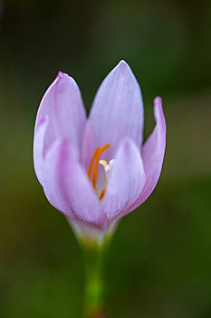 thống kê xổ số quảng ngãi