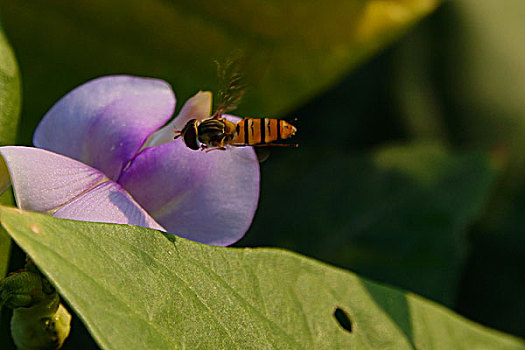 đề 1 ăn 99