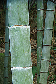 soi cau rong bach kim mb