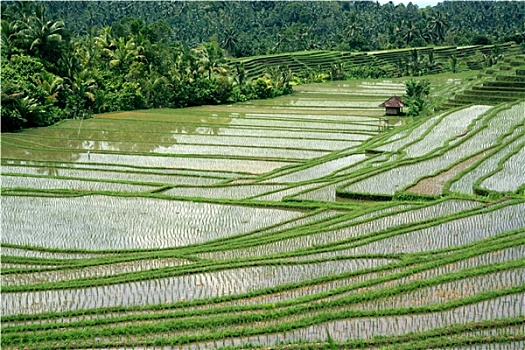 rong bach kim hai nhay