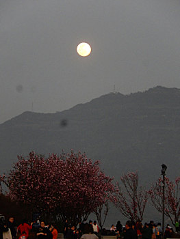 soi câu bach thu