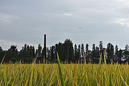 số gia lai