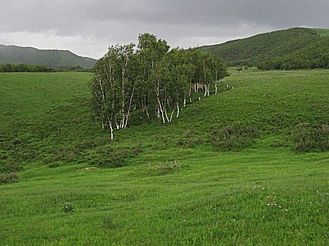 bạch thủ thành phố
