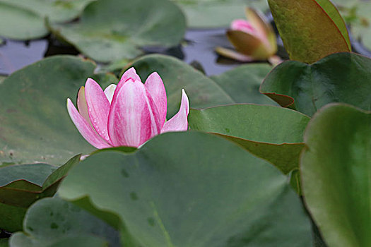 các kiểu đánh lô đề