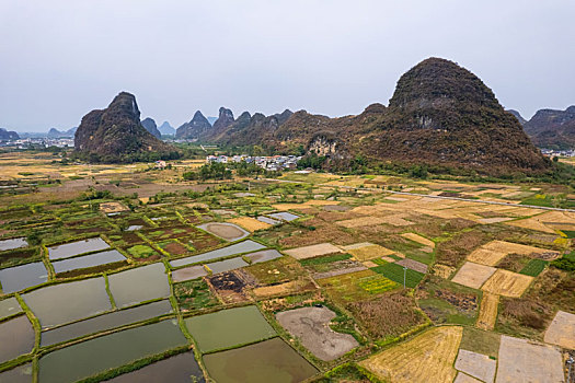 rong bach kim 88
