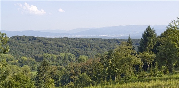 rong bach