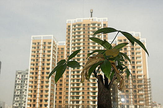 xs minh ngoc mb
