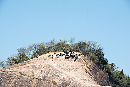 soi cau chuan mjsa