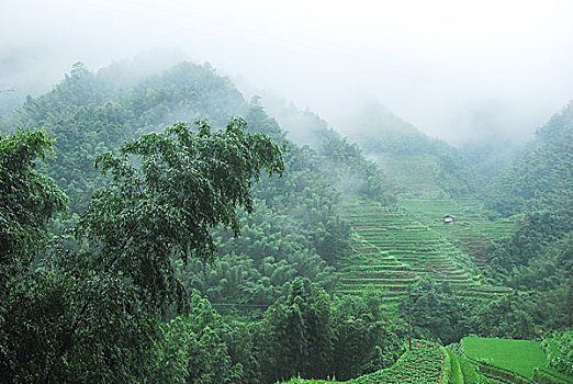 soi gio vang