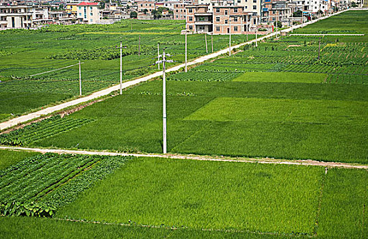 lô đề bạch thủ