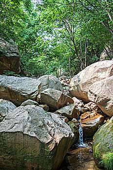 bạch thủ đề chuẩn