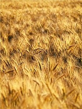 xs sóc trăng