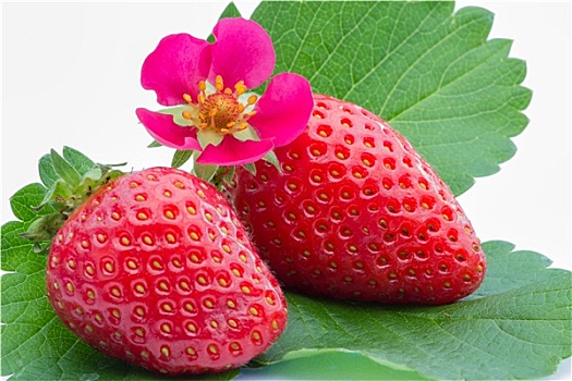 bạch thủ lô miền bắc