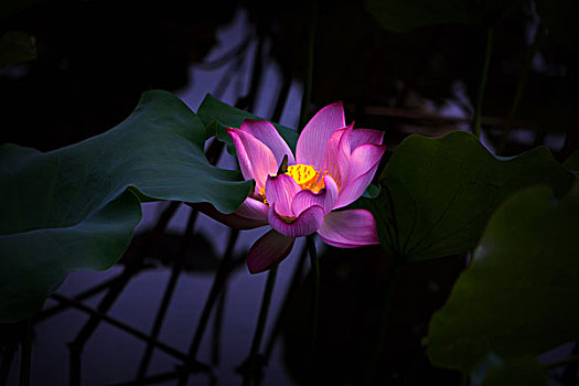 xs bình định