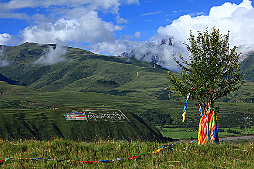 cau bach thu