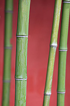 soi cầu misa