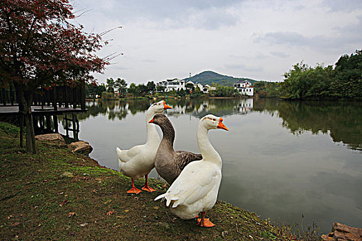 lô ba càng