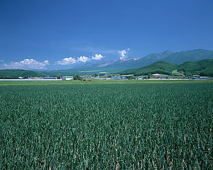 xs đai phat
