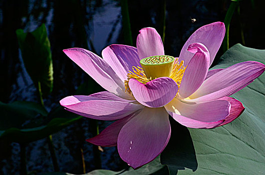 xổ số mega