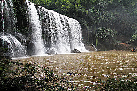 cau bạch thu