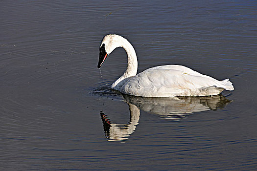 du doan 2888