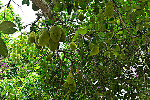 soi cầu 135