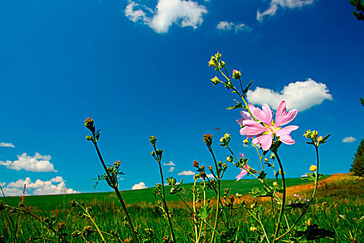 soi cau lo hai nhay rong bach kim